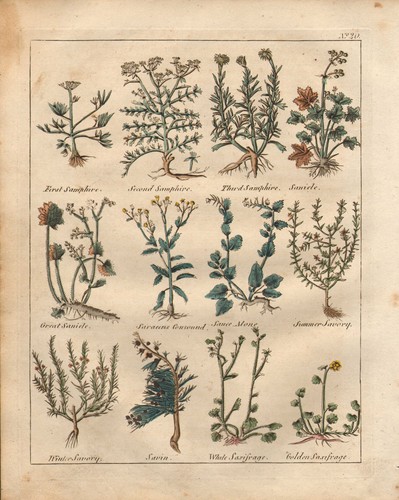 1810 print culpepers herbal - 1810,