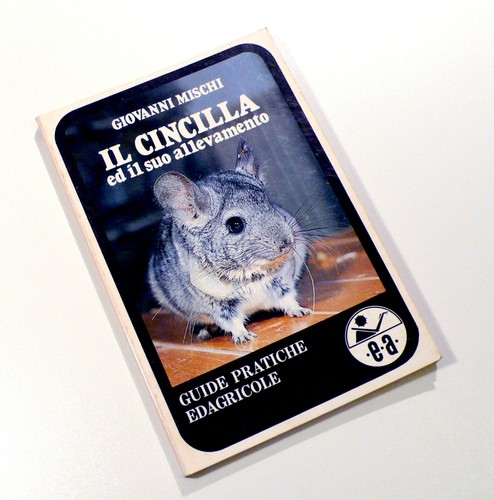 Giovanni mischi cincilla - giovanni, cincilla'