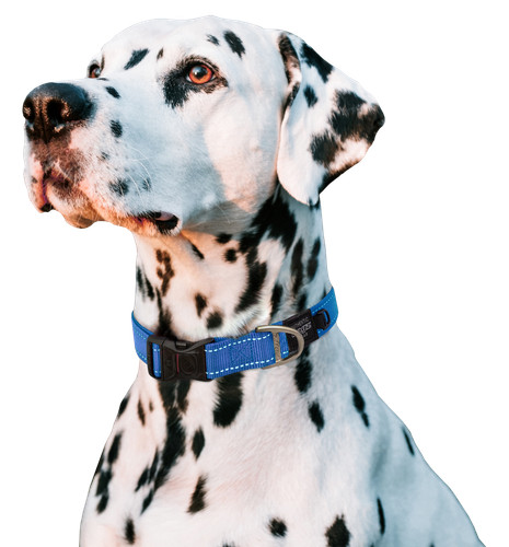 Collare per cani - rogz, utility