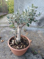 Ulivo Bonsai Vaso 30 - Olivo Olea europea Bonsai - Pianta Ornamentale
