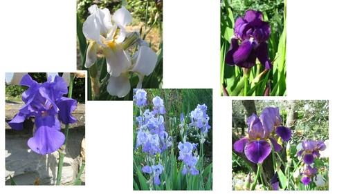 Lotto rizomi bulbi iris - 5,