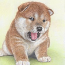 bambino (foto cane Shiba Inu)