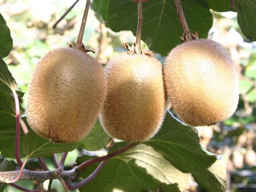 Pianta kiwi actinidia - 1, di