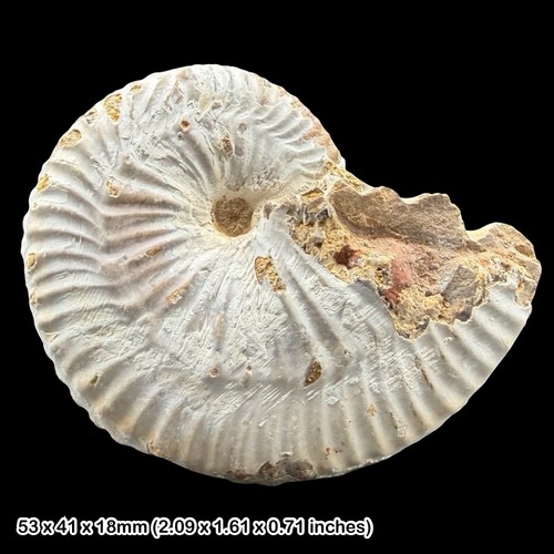 Taramelliceras anar - cf.,