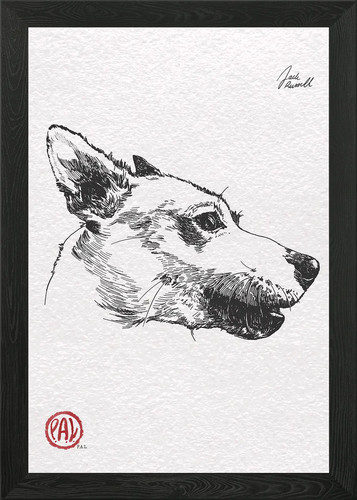 Jack russell terrier schizzo - jack,