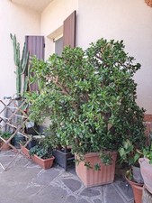 Crassula ovata pianta giada - pianta,