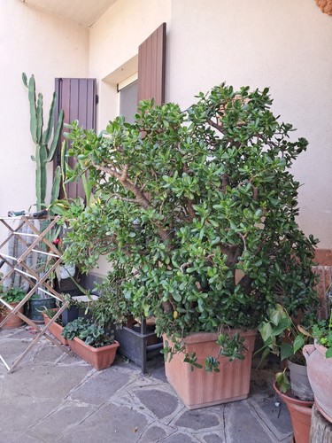 Crassula ovata pianta - crassula, di