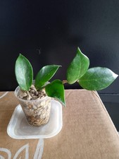 Talea di Hoya sunrise