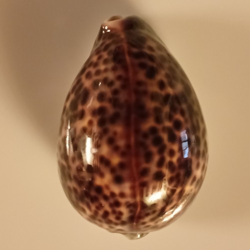Ciprea pantherina tigris - ciprea, pantherina/tigris