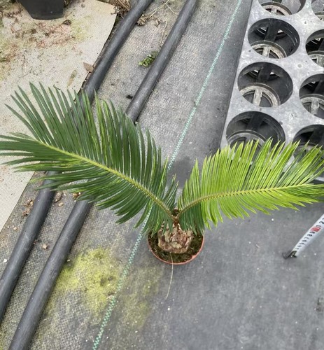 Cycas revoluta thunb giardino - thunb,