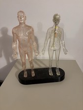 esplorando Il Corpo Umano