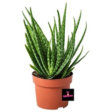 ALOE VERA BIO Biologica commestibile. varietà maculata. Pianta di 2 anni, 25 cm