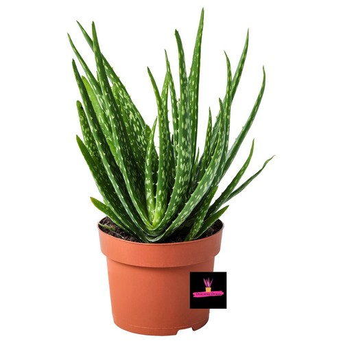 Aloe vera bio biologica - bio,