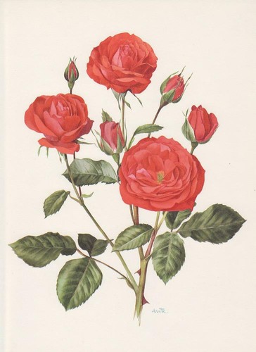 Rosa fire king - rosa, king'