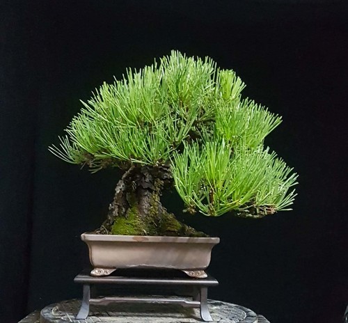 Semi pinus thunbergii - 10,