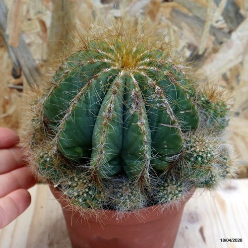 Notocactus magnificus vaso - notocactus, 10