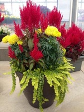 576uv celosia celosie - bz,