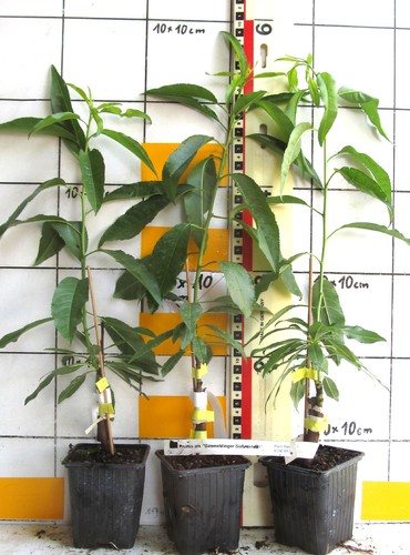 Prunus amygdalopersica - ,