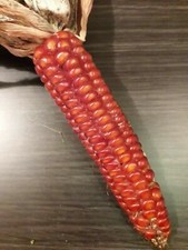 15 semi di MAIS ROSSO