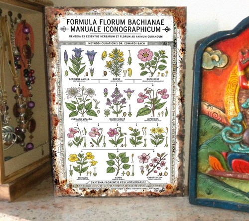 Fiori bach officinali tisane - officinali,