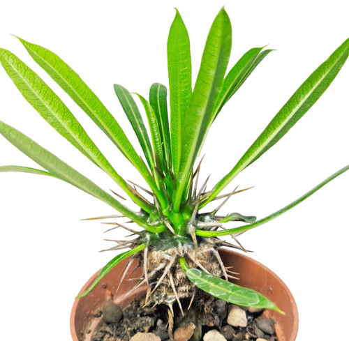 Pachypodium lamerei - pachypodium,