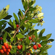 PIANTA DI CORBEZZOLO, ARBUTUS UNEDO, FRUTTI CORBEZZOLI, PIANTE, FRUTTA V.18