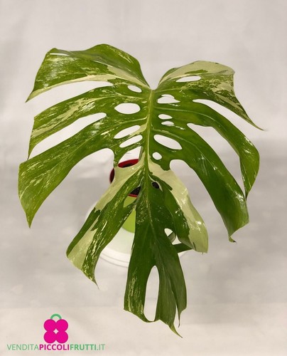 Pianta monstera albo - di,