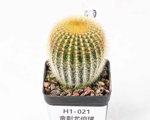 Pianta rara uebelmannia - pianta,