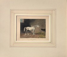 Cavallo da corsa Stampa