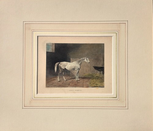 Cavallo corsa stampa - cavallo, da