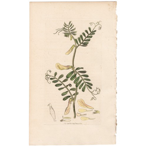 Antica botanica inglese - , 1798