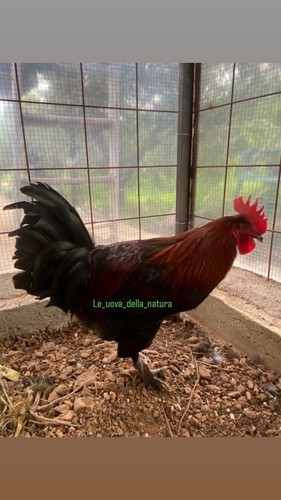 10x uova marans betulla rosso - 10x,