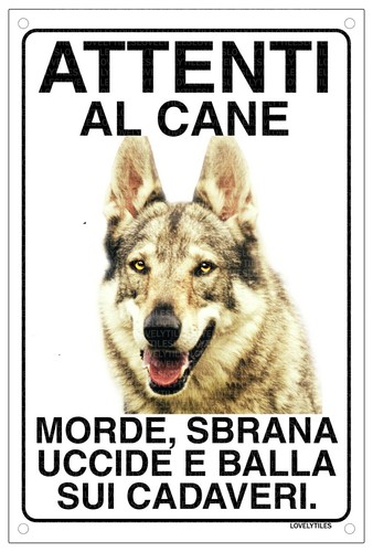 Cane lupo cecoslovacco - cane, attenti