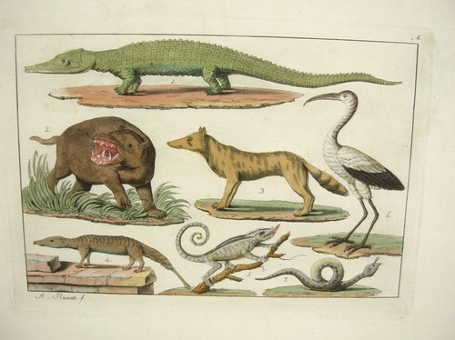 Stampa incisione colorata - stampa, a