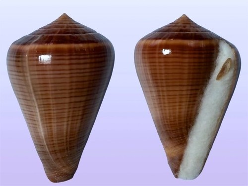 Conidae conus figulinus - conidae,,