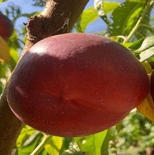 Albero Pesco Nettarina Opera