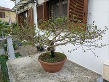 Prebonsai olmo - prebonsai,