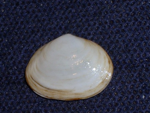 Scobricularia plana extra - scobricularia,
