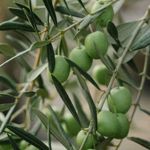 Pianta ulivo bella di - pianta,