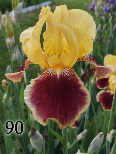 Rizoma iris germanica - 1,