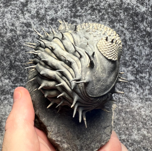 Drotops armatus trilobite - armatus,