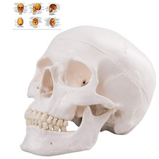 Modello anatomico teschio