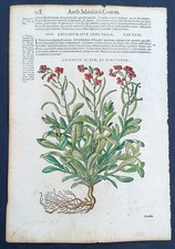 Stampa antica 1565 pietro