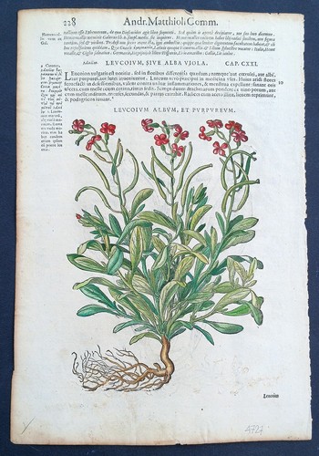 Stampa antica 1565 - , pietro