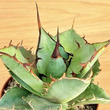 Agave titanota thunder,  pot