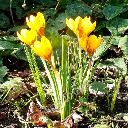 Photo 12x8 crocus - photo,