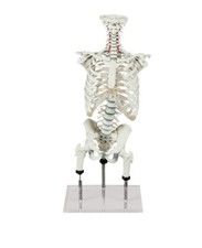 Colonna vertebrale demonio - vertebrale, a