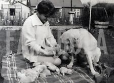 Foto vintage Animali, una labrador con i suoi cuccioli, stampa 21 x 15 cm