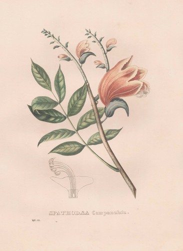 Spathodea campanulata africa - campanulata,