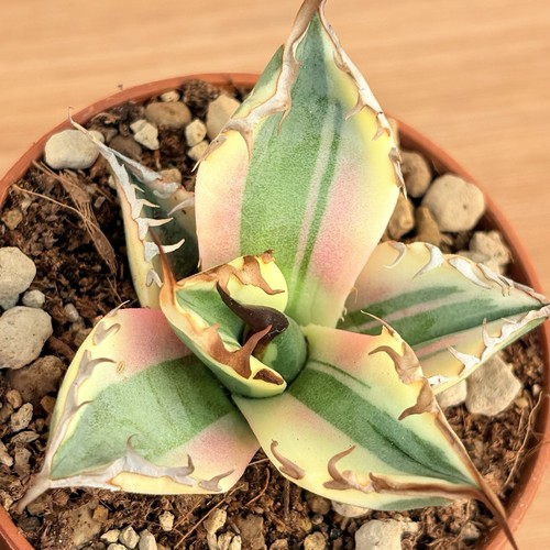 Agave titanota snaggletooth - agave,
